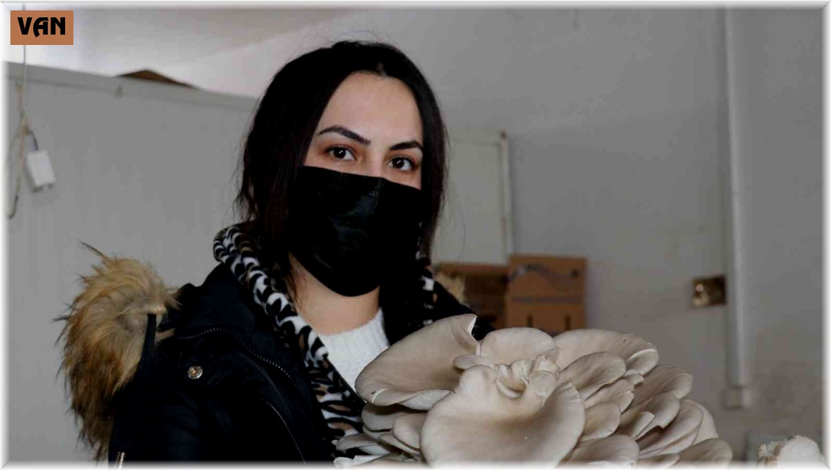 Van'da istiridye mantarına yoğun ilgi