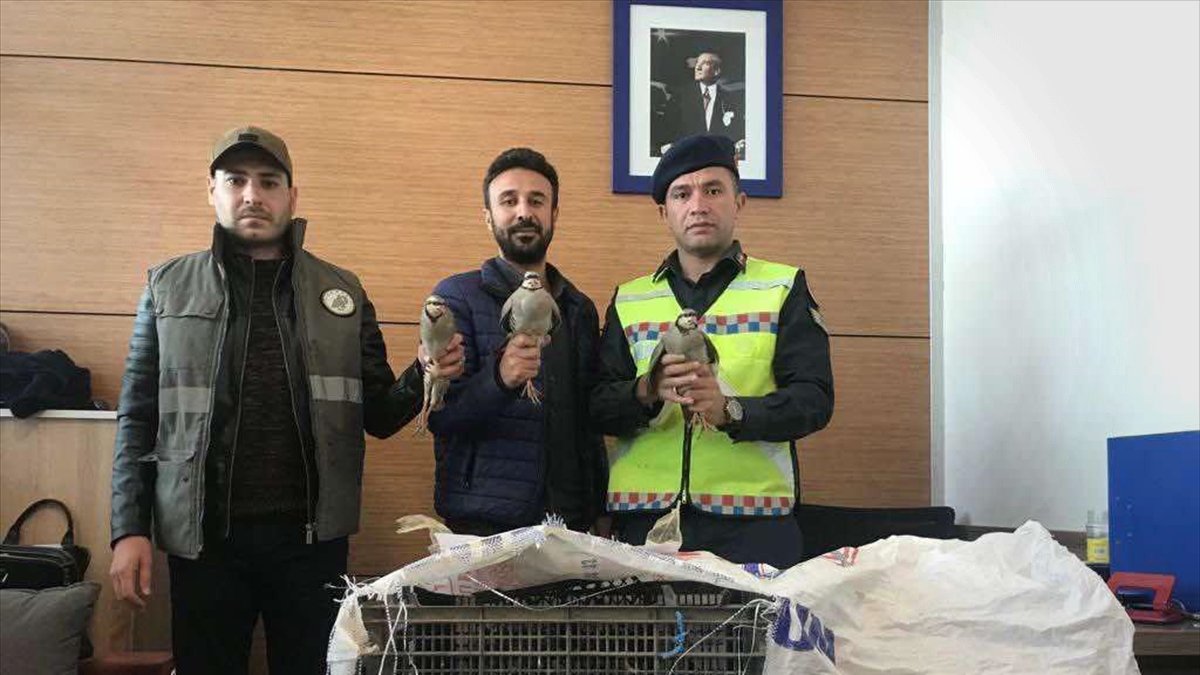 Van'da kaçak keklik avlayan kişiye 11 bin lira kesildi