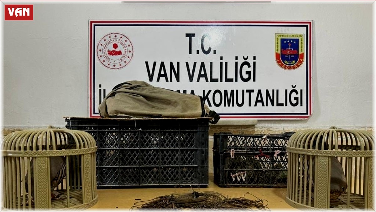 Van'da kafes avcılığı