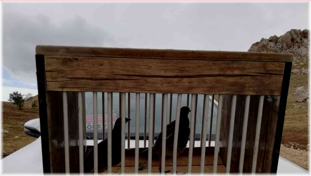 Van'da kafes avcılığı yapan 5 kişi jandarmaya takıldı