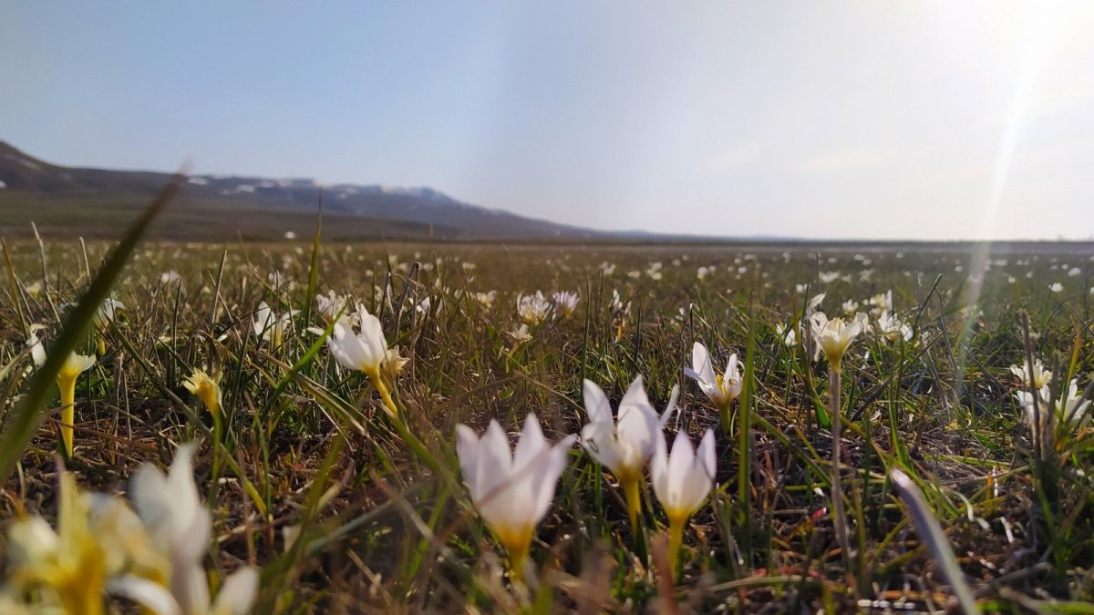 Van'da kardelenler çiçek açtı