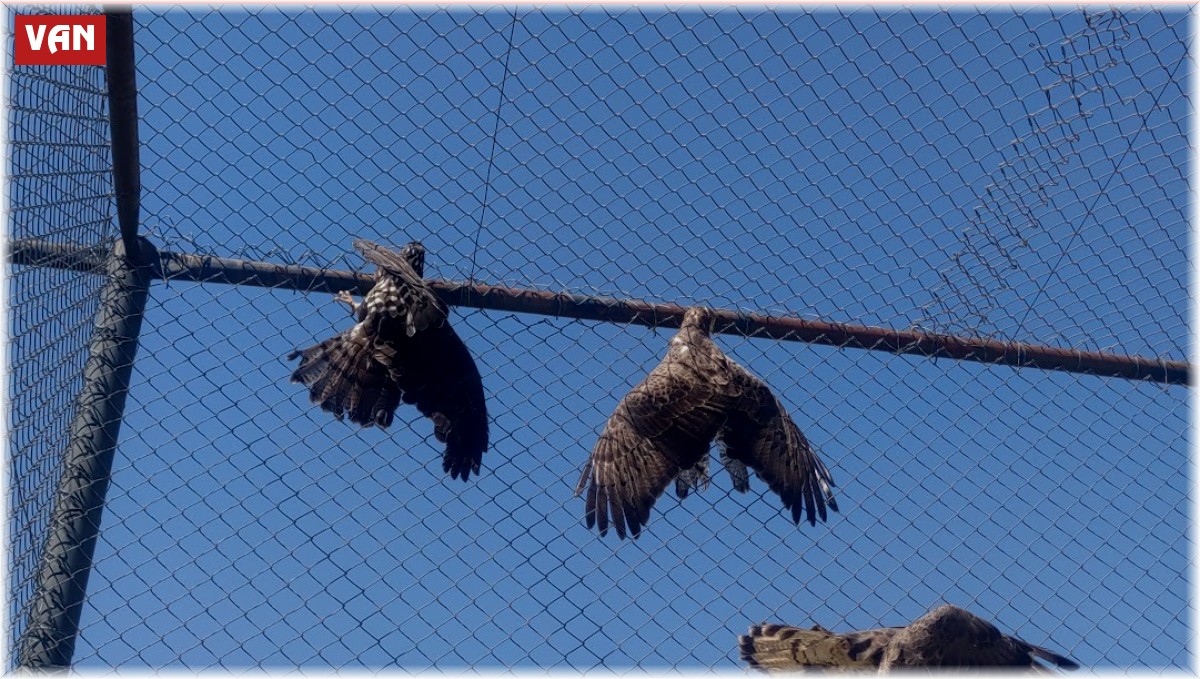 Van'da kargaların yaraladığı arı şahinleri tedavi altına alındı