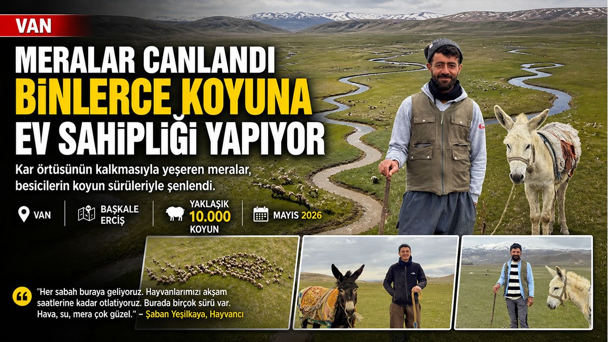 Van'da Karlar Eridi, Yeşeren Meralar Binlerce Koyunla Canlandı