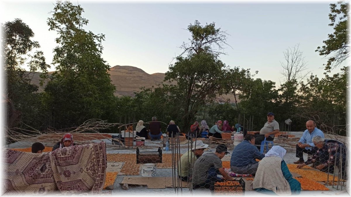 Van'da kayısı kurutma dönemi başladı