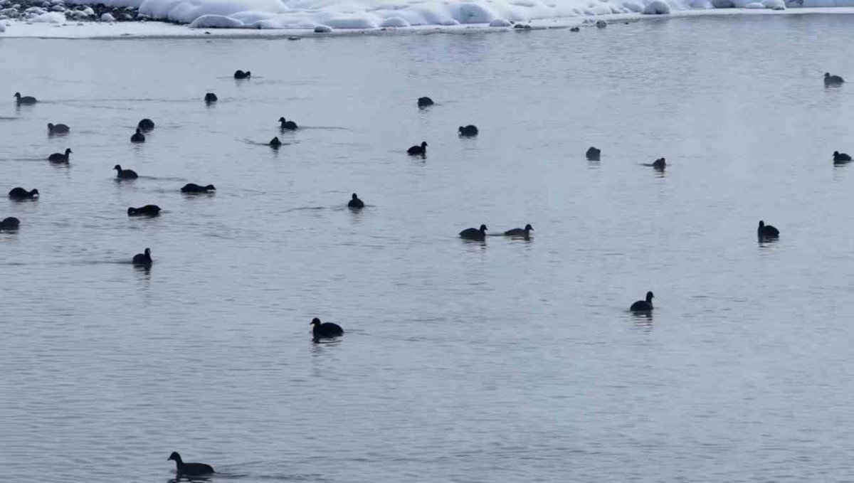 Van'da Kaz Gölü kuşların mekanı oldu