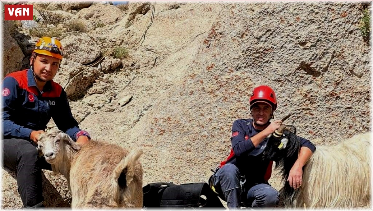 Van'da keçi kurtarma operasyonu