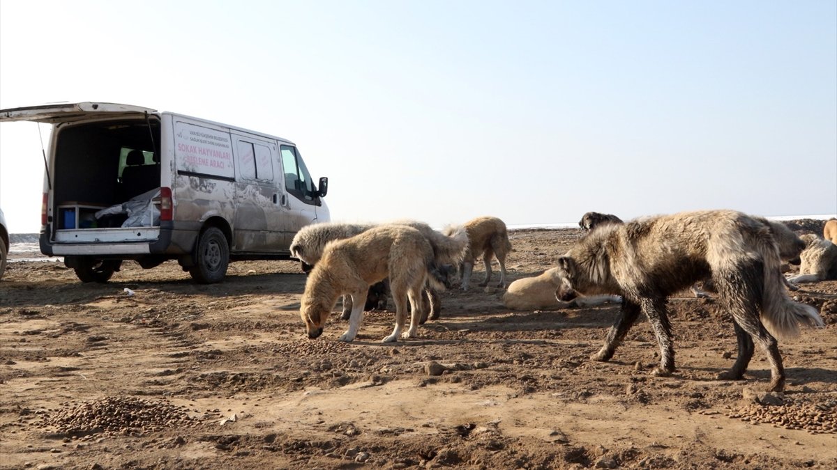 Van'da kısıtlama öncesi sokak hayvanları için yemleme çalışması yapıldı