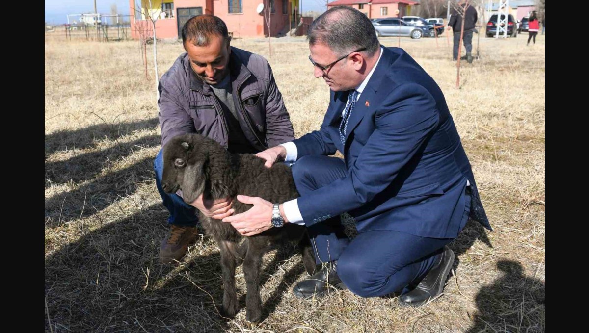 Van'da koyunculuk projesi başarıyla devam ediyor