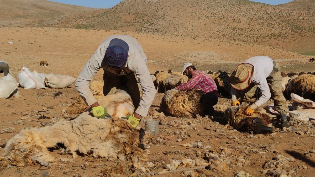 Van'da koyunların kırpma zamanı başladı