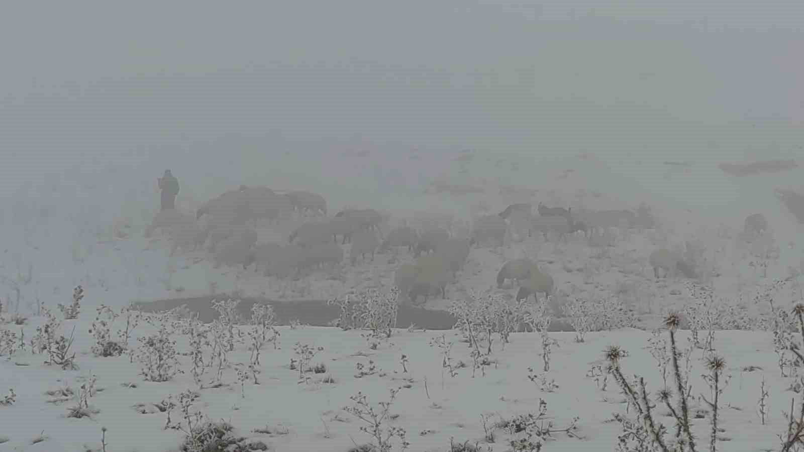 Van'da koyunlarını kar üzerinde otlatarak yemden tasarruf sağlıyorlar