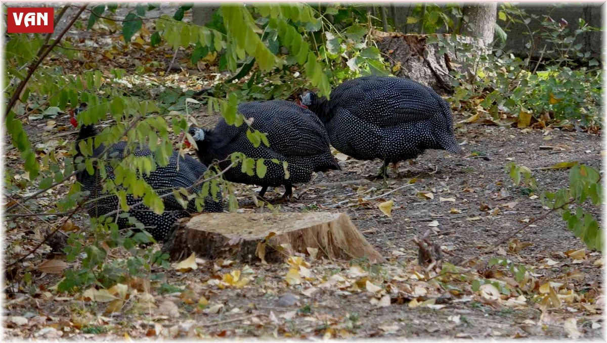 Van'da kümes hayvanları için doğal ortam