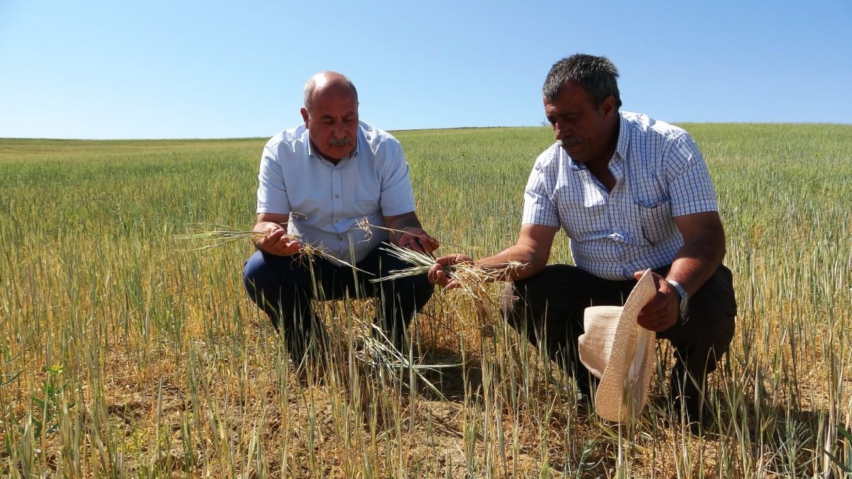 Van'da kuraklık çiftçileri vurdu