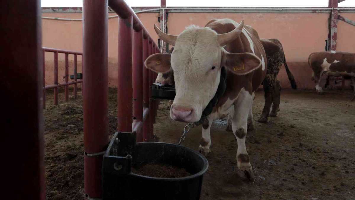 Van'da kurban kesim yerleri belirlendi