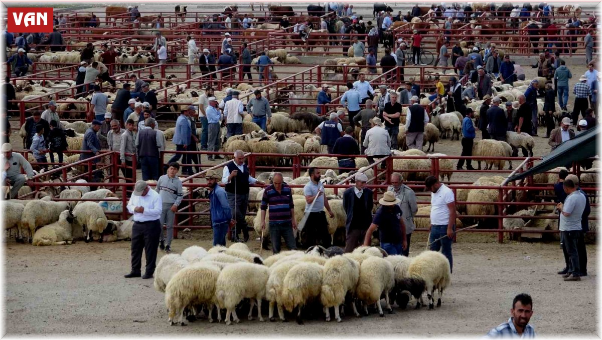 Van'da kurbanlık hayvanlar görücüye çıktı