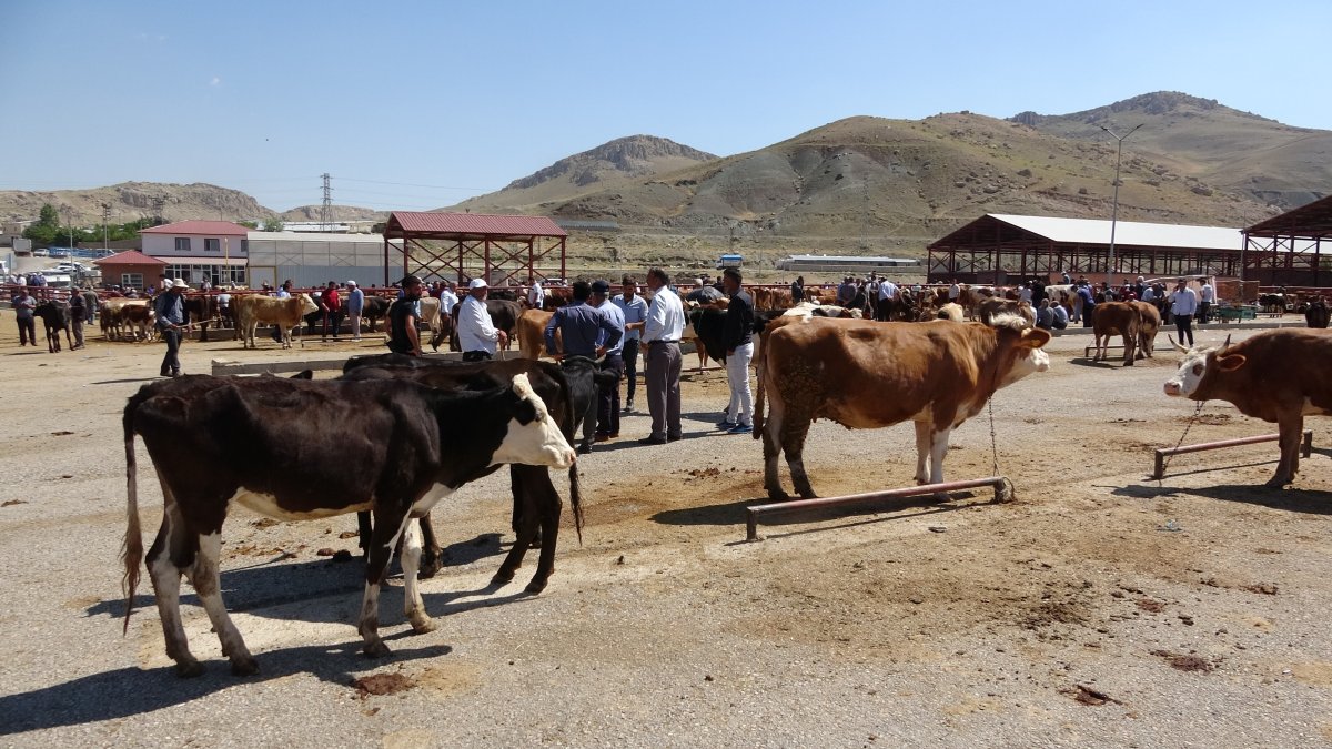 Van'da kurbanlıklar görücüye çıktı