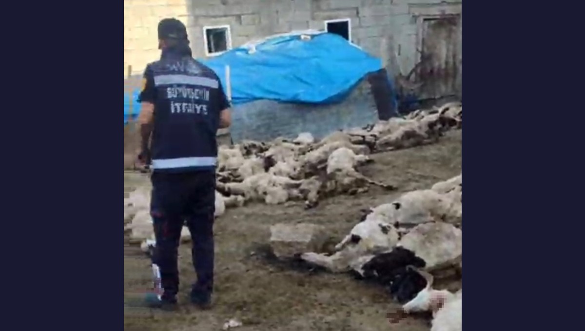 Van'da kurt saldırısı: 111 koyun telef oldu