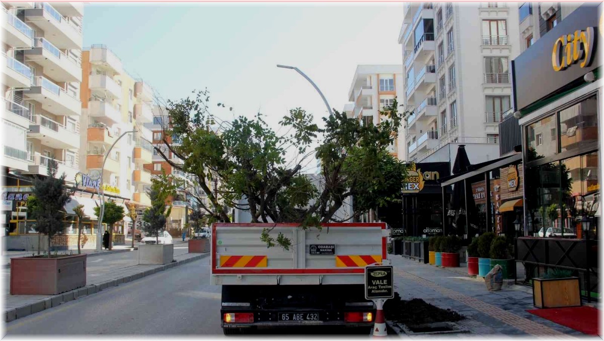 Van'da kuruyan ağaçların yerine yenileri dikildi