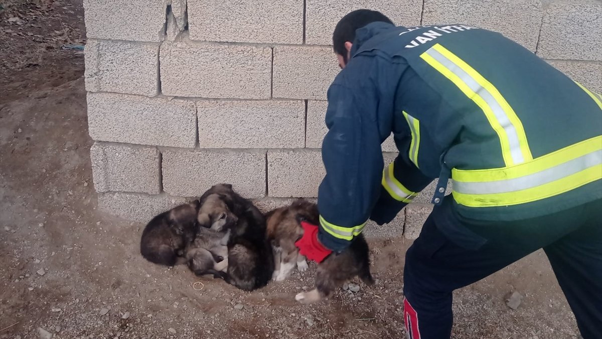 Van'da kuyuya düşen 6 köpek yavrusunu itfaiye ekipleri kurtardı