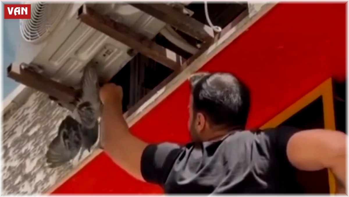 Van'da mahsur kalan güvercin ile kedi kurtarıldı