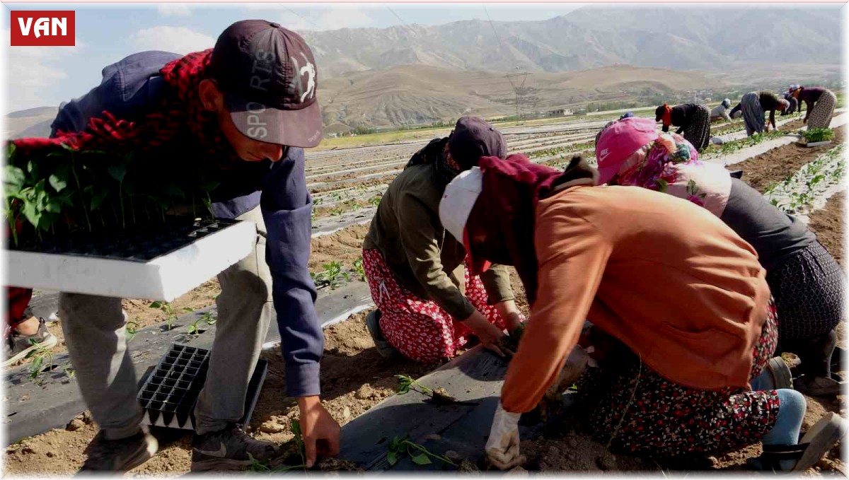 Van'da mevsimlik tarım işçileri bunaltıcı sıcaklara rağmen tarlalarda çalışmayı sürdürüyor