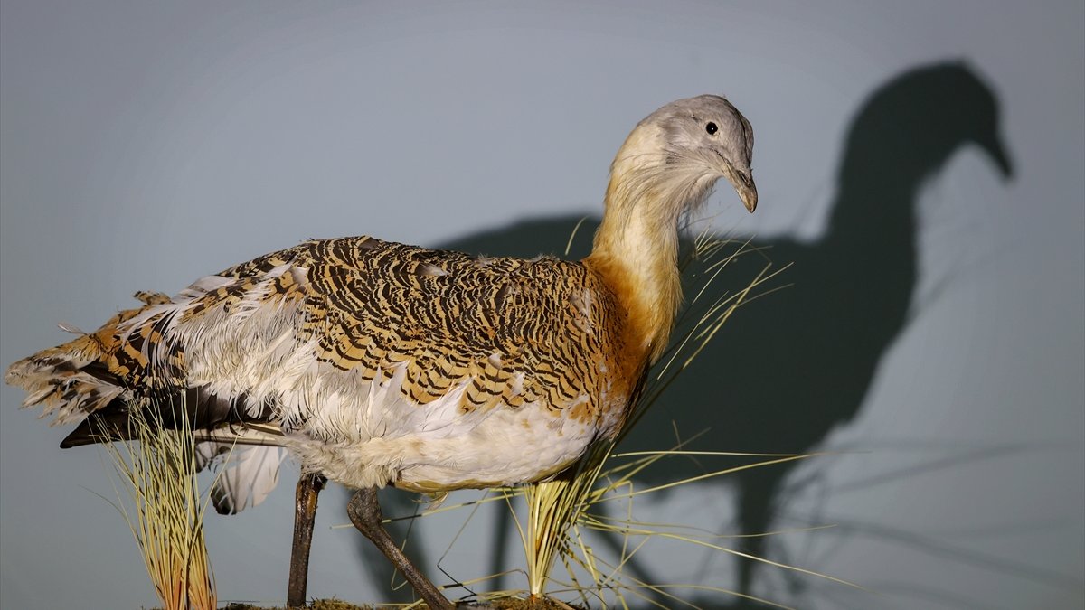 Van'da nesli koruma altındaki yaban hayvanları tahnit sanatıyla müzede tanıtılacak