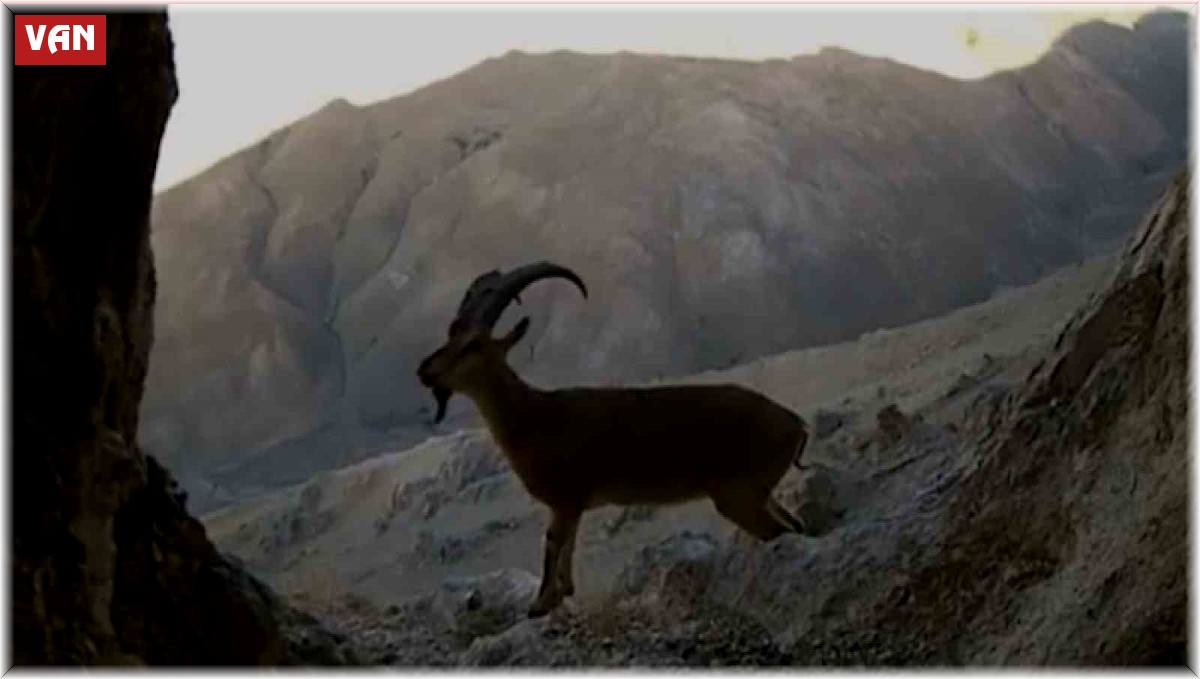 Van'da nesli tehlikede olan yaban keçileri fotokapana takıldı