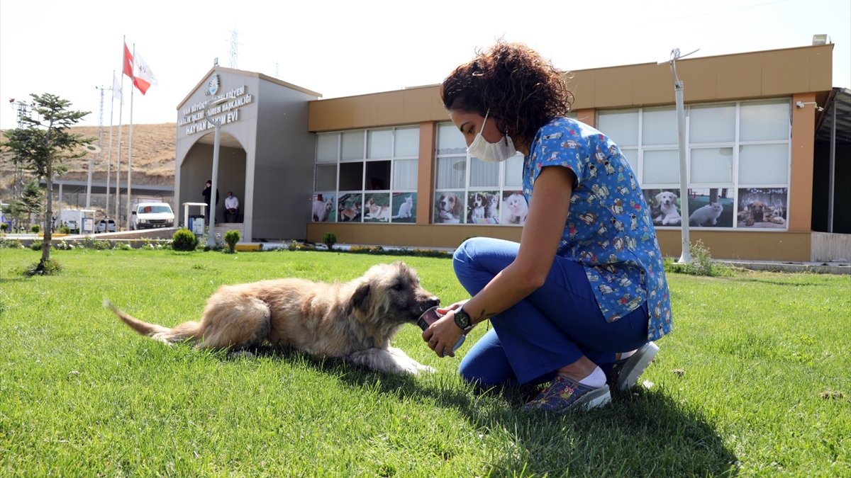 Van'da ölmek üzereyken bulunan köpek tedavi edildi