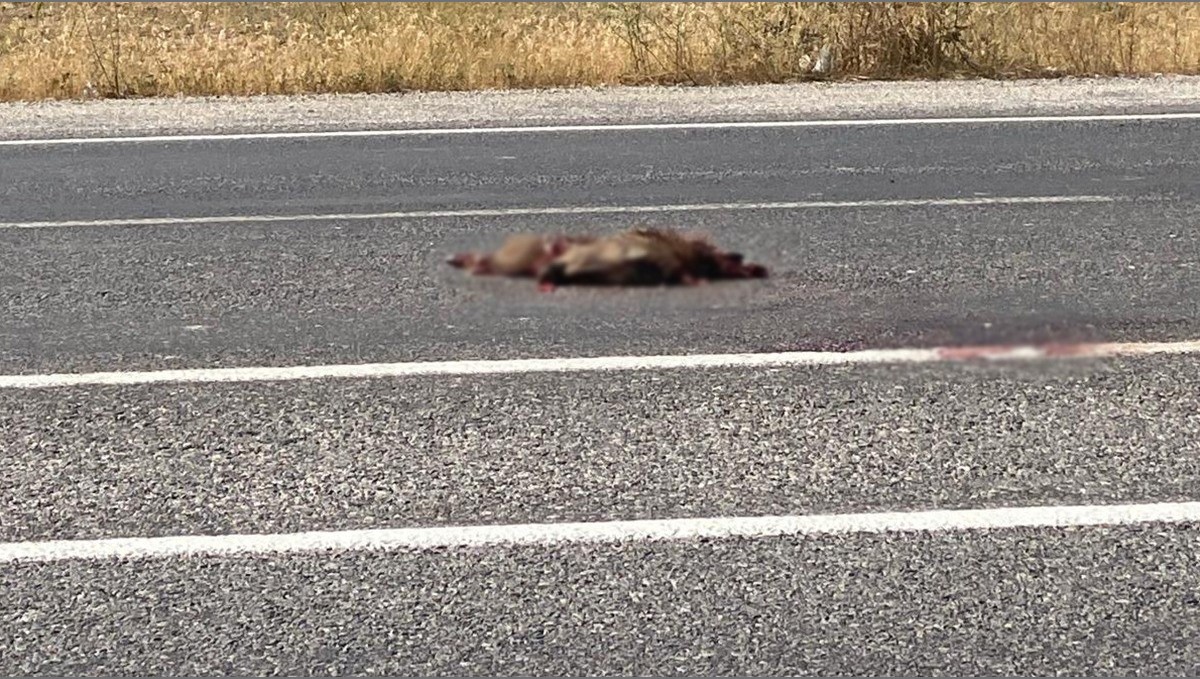 Van'da otomobil domuza çarptı