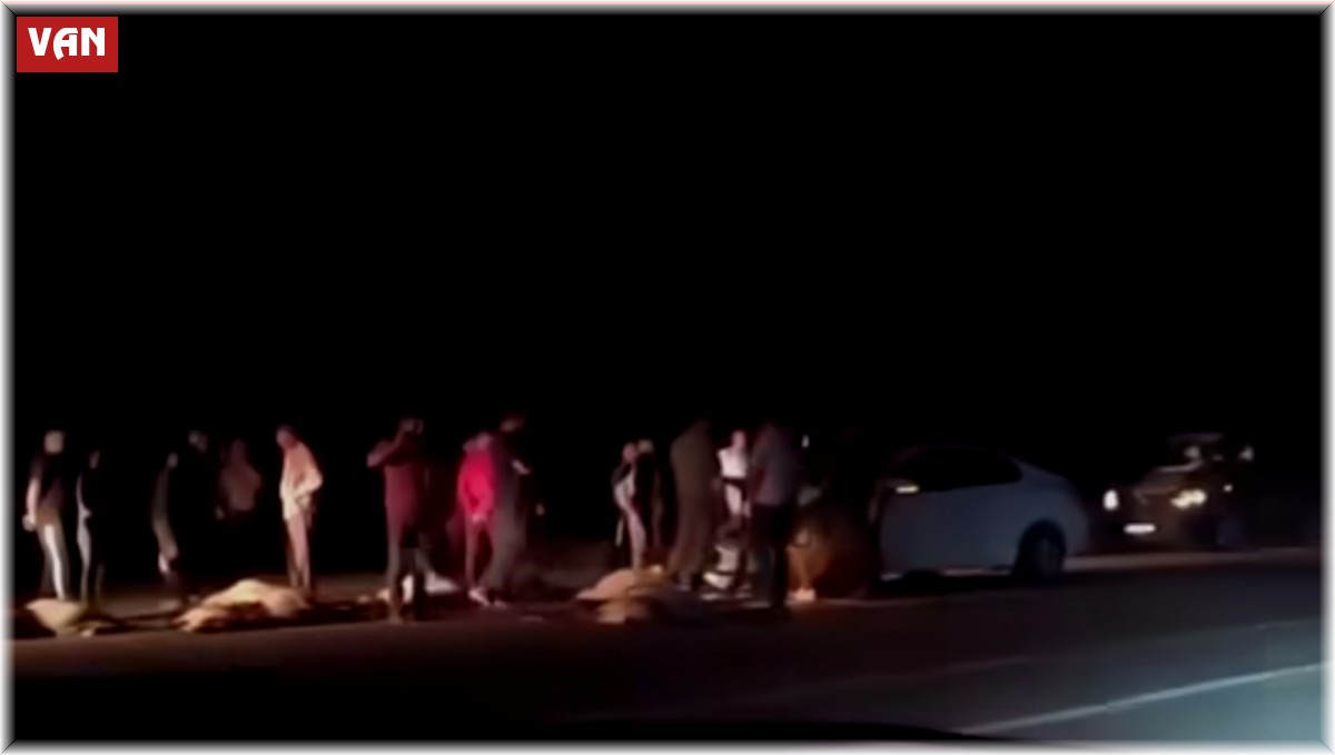 Van'da otomobil sürüye çarptı: 21 koyun telef oldu