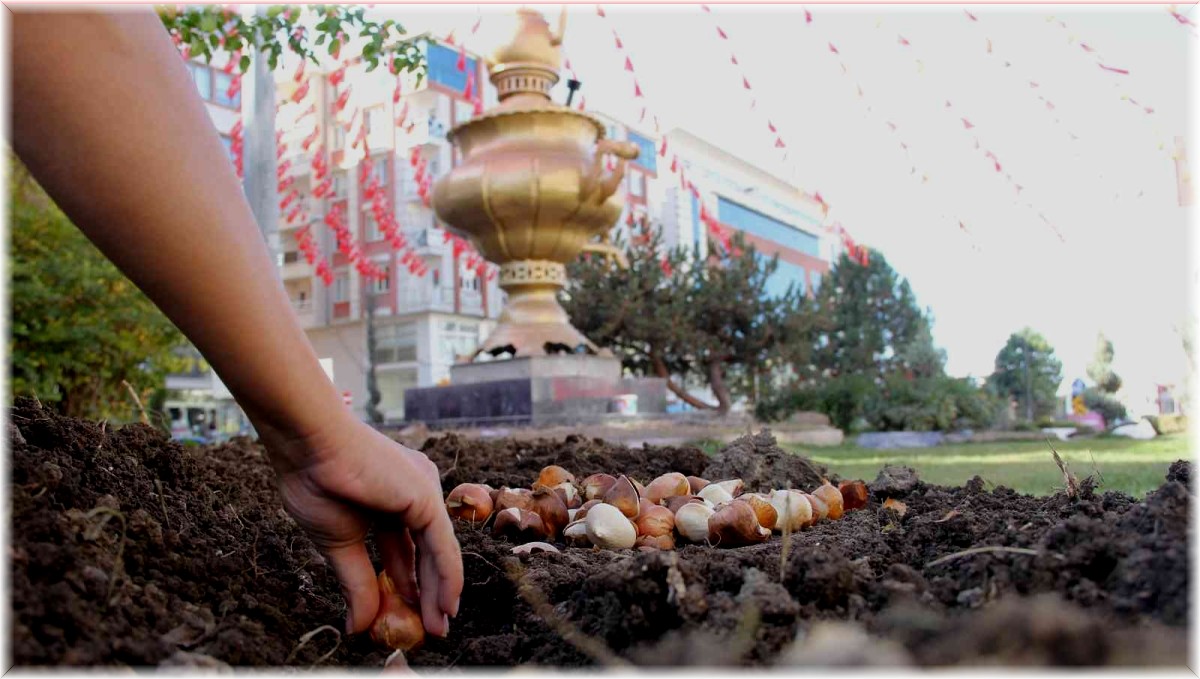 Van'da park ve caddelere 120 bin lale soğanı dikildi
