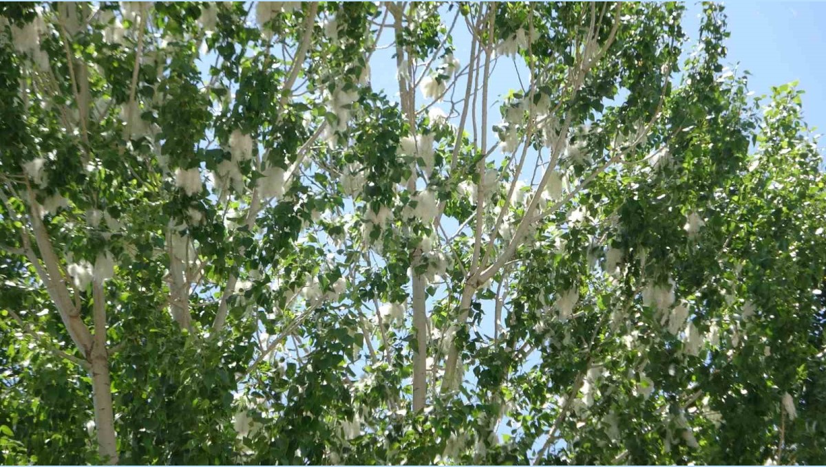 Van'da polen yoğunluğu alerjik hastaları tehdit ediyor