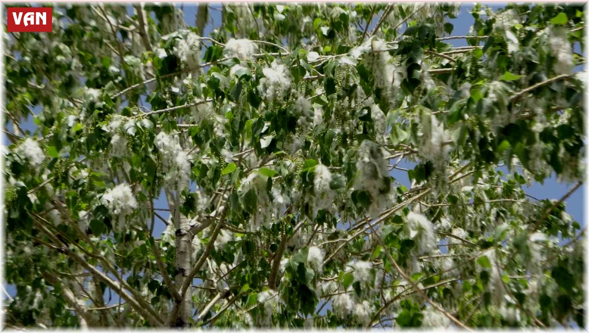 Van'da polen yoğunluğu arttı: Uzmanlardan alerjik hastalığı olanlara uyarı