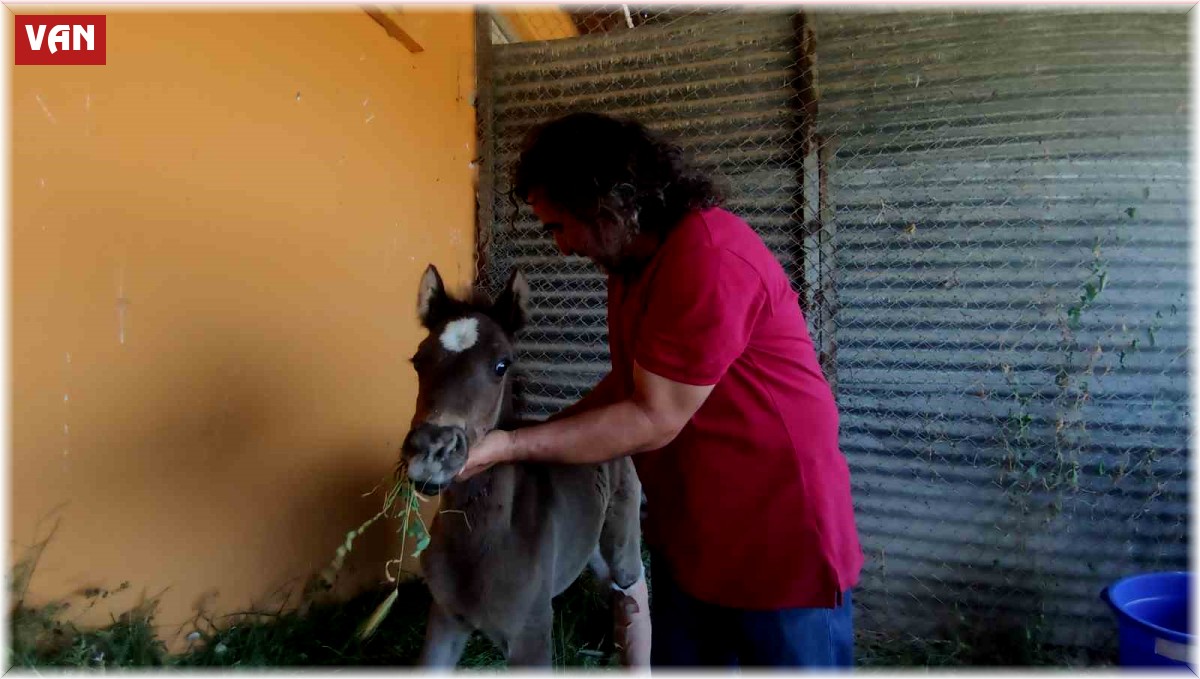Van'da sahibi tarafından kırık ayağıyla terk edilen tay tedavi altına alındı