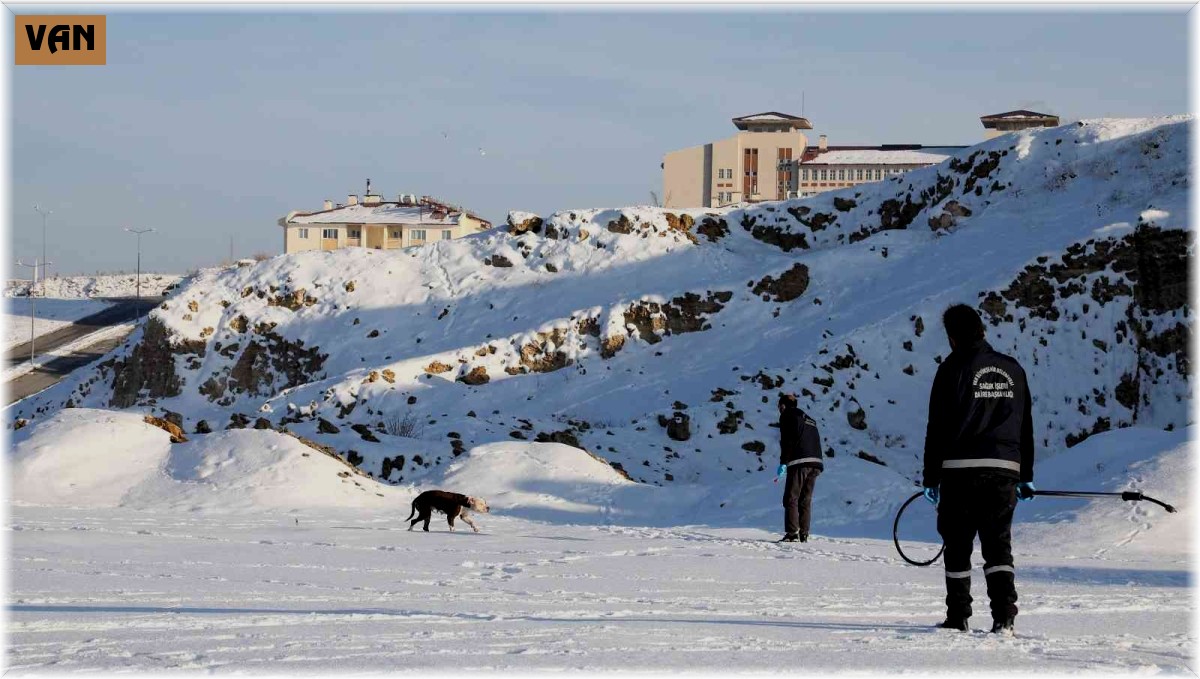 Van'da sahipsiz pitbull cinsi köpek koruma altına alındı