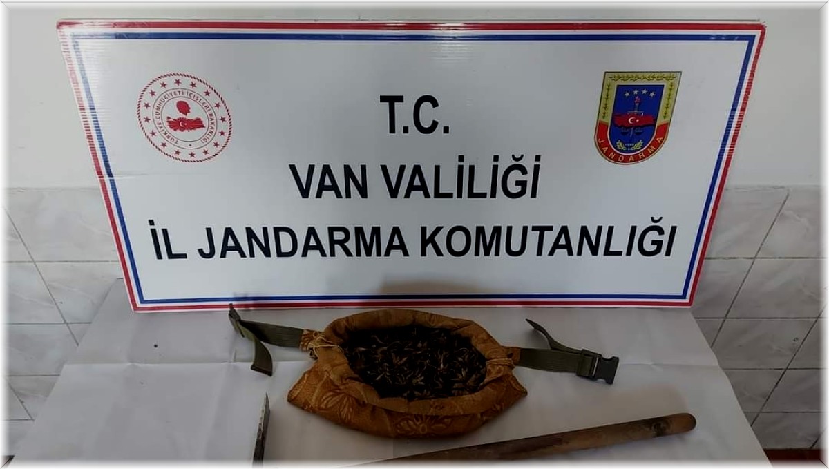 Van'da salep soğanı toplayan 7 kişi yakalandı