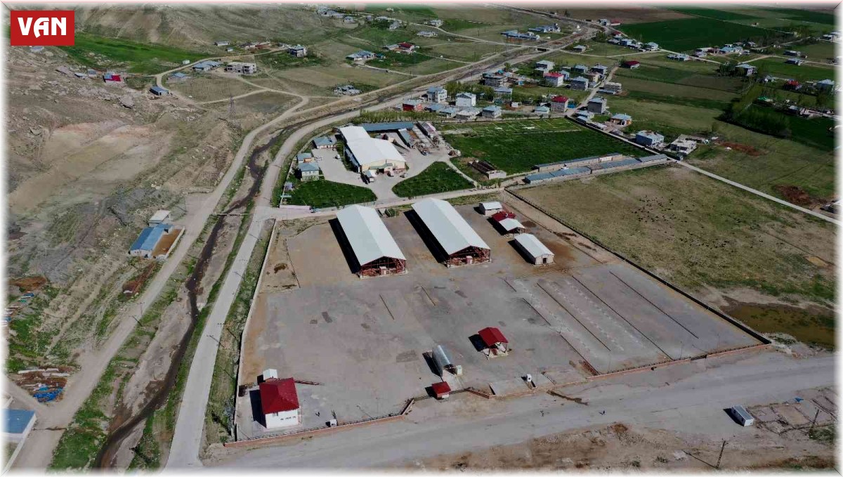 Van'da şap hastalığı: Canlı hayvan pazarı kapatıldı