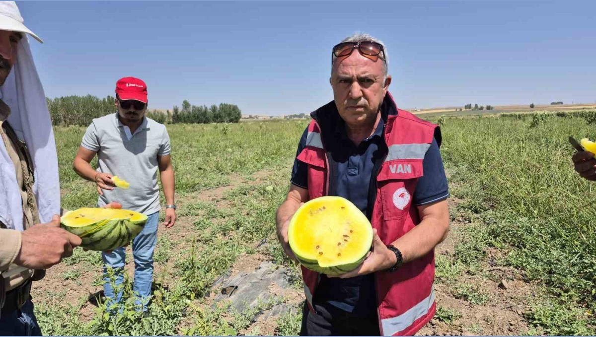 Van'da sarı karpuz dönemi başladı