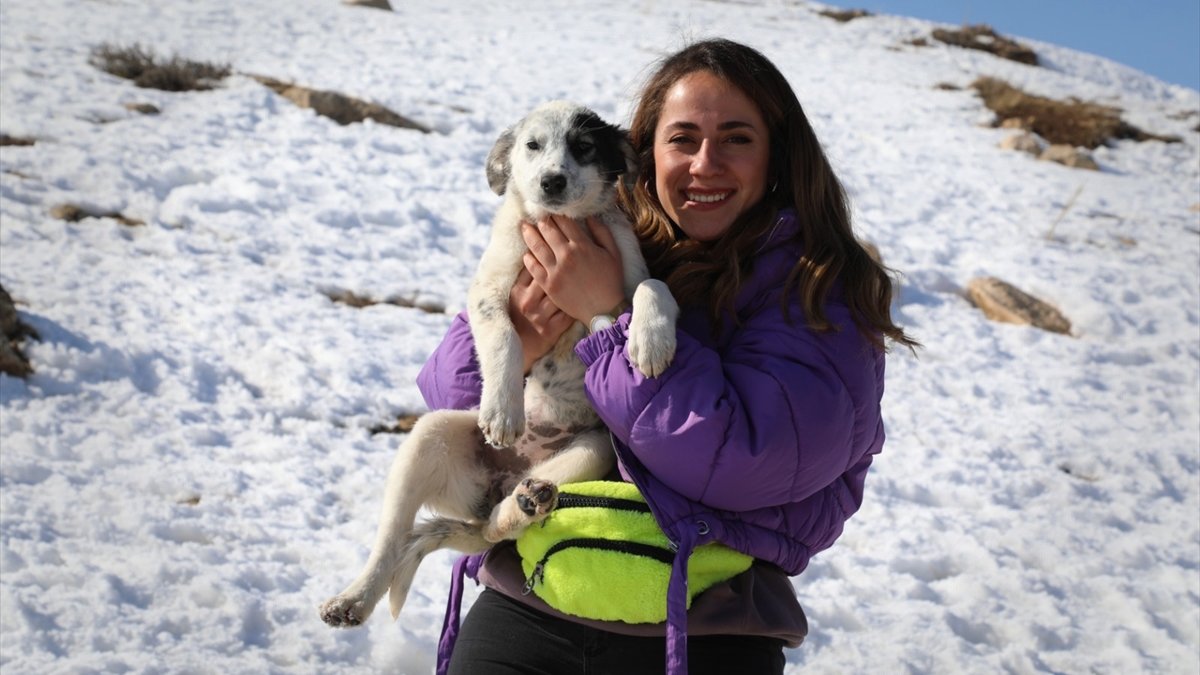 Van'da sokak hayvanları için yaşam alanlarına yem ve mama bırakıldı