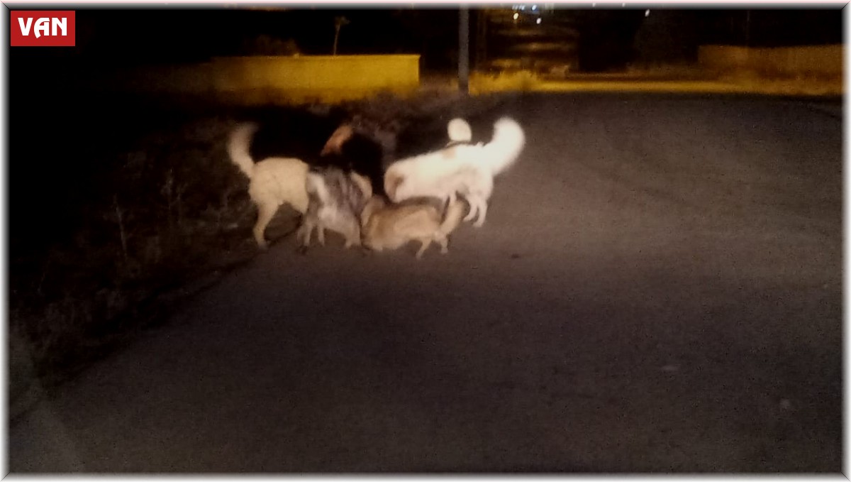 Van'da sokak köpeklerinin korkutan kavgası