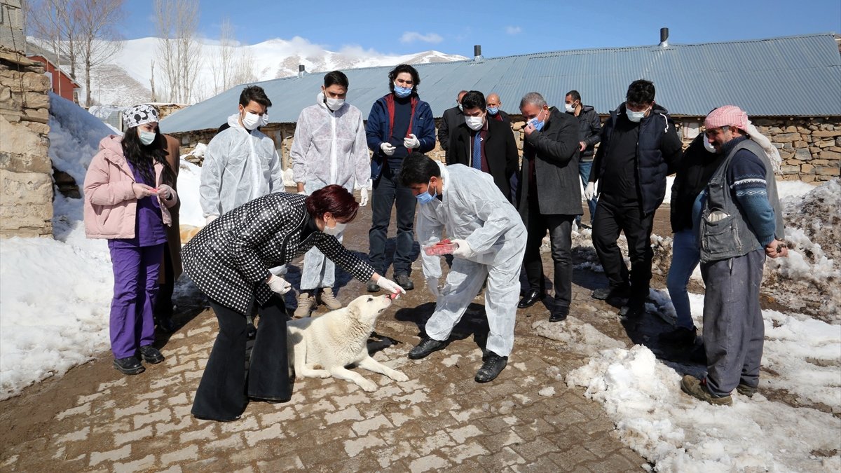 Van'da sokak ve çoban köpekleri parazit hastalığına karşı korunuyor