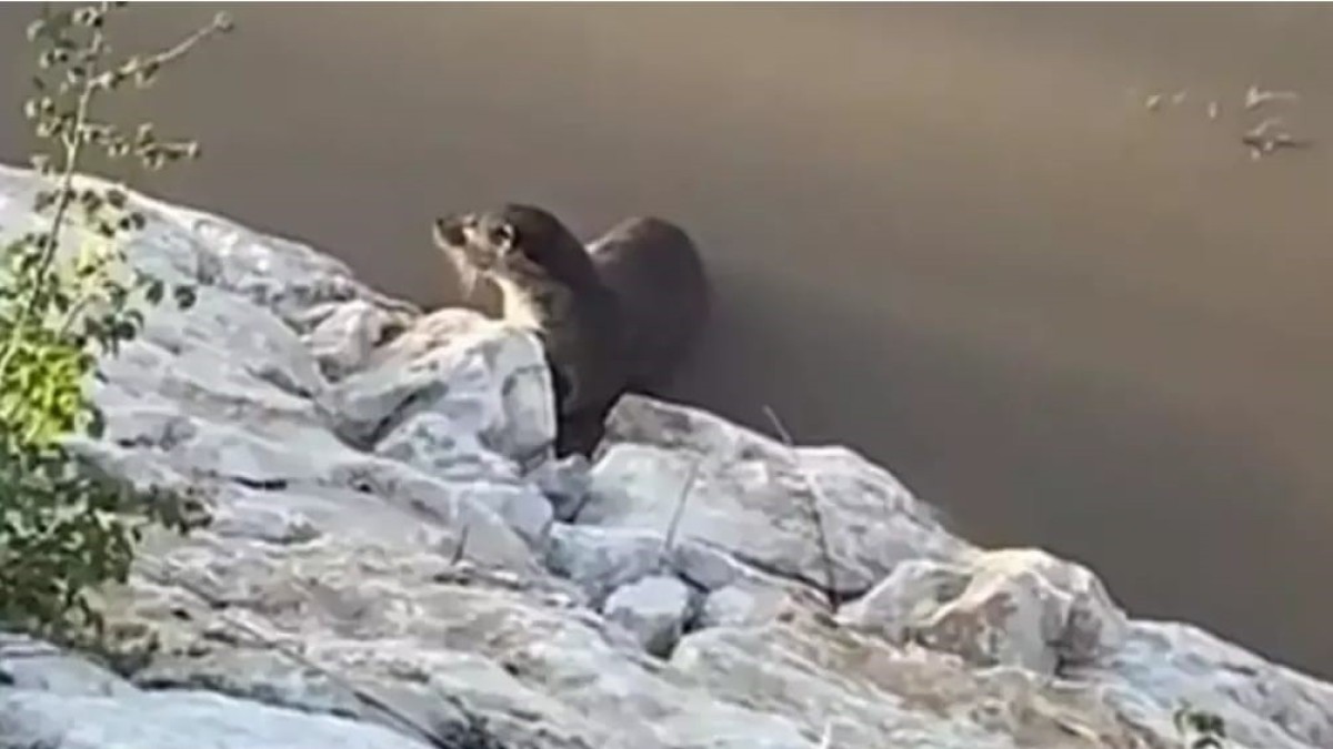 Van'da su samurları görüntülendi