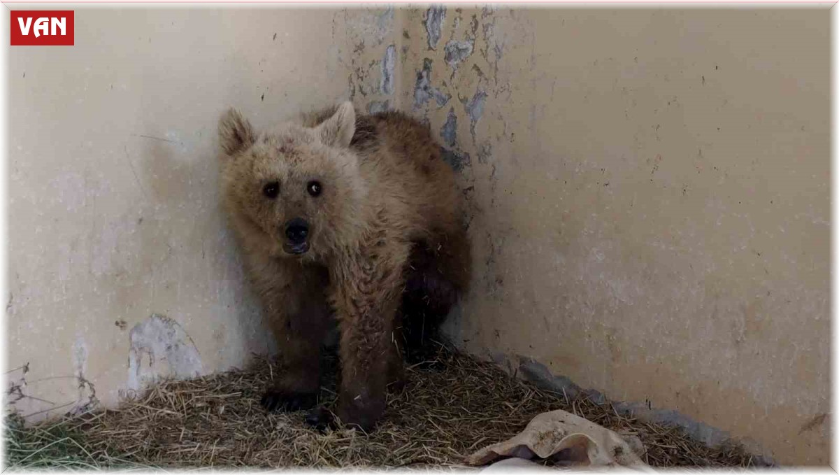 Van'da tedavi altına alınan boz ayı sağlığına kavuşuyor