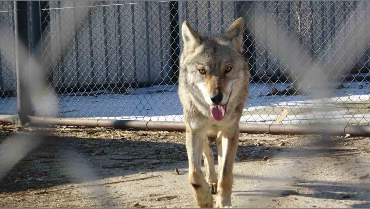 Van'da tedavi edilen yaralı kurt doğaya dönmeye hazırlanıyor