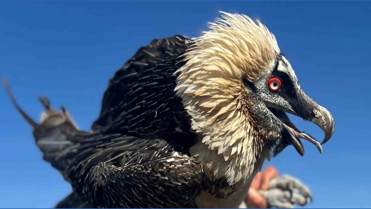 Van'da tedavi edilen yırtıcı kuşlar doğal yaşam alanına salınıyor