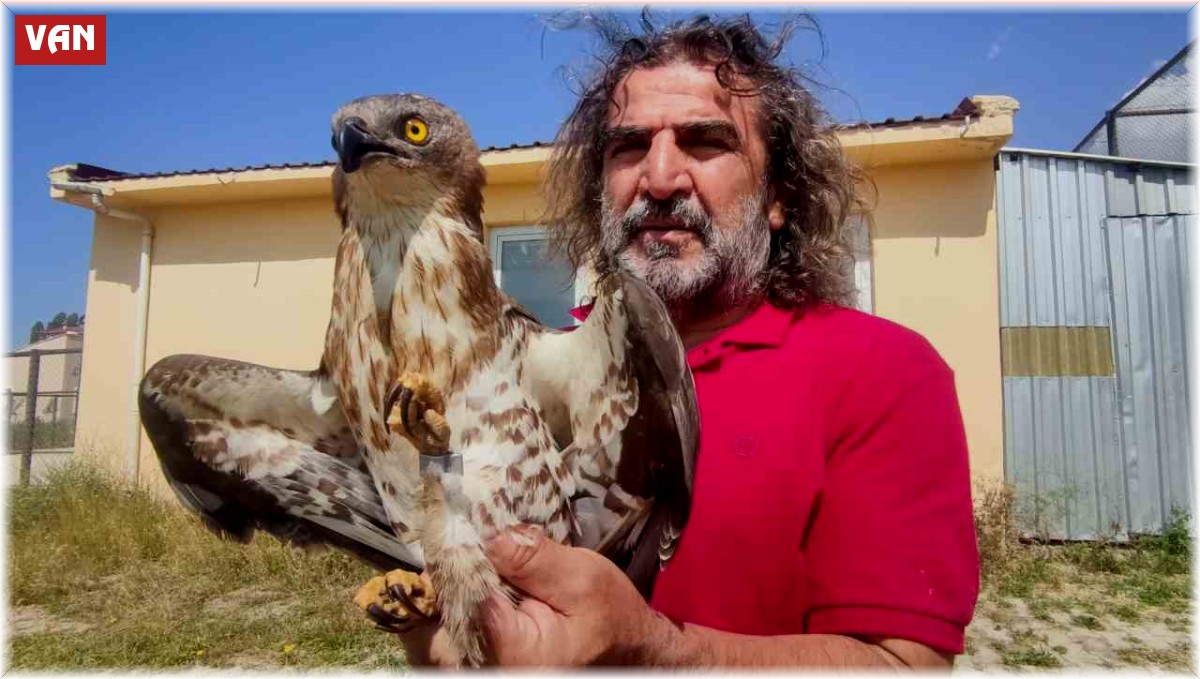 Van'da tedavileri tamamlanan arı şahinleri doğaya bırakıldı