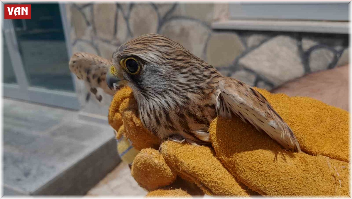 Van'da tedavisi tamamlanan kuşlar doğaya salındı