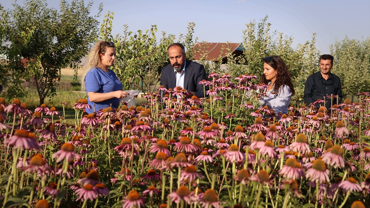 Van'da tıbbi, aromatik bitki hasadı yapıldı