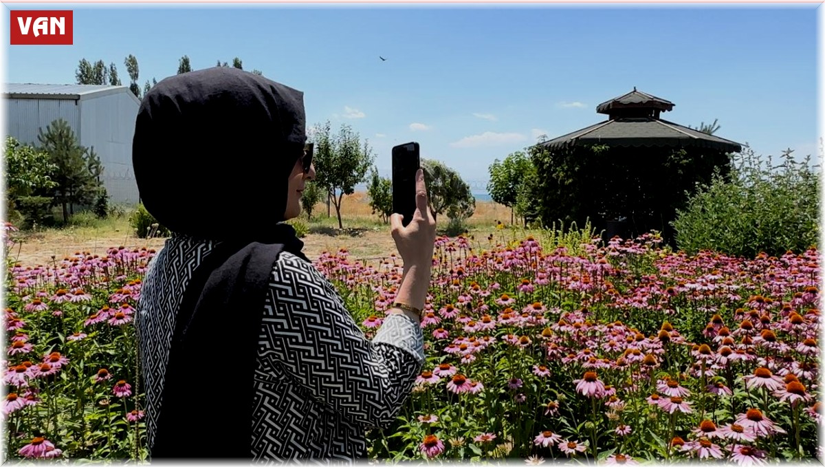 Van'da tıbbi bitkiler, doğal fotoğraf stüdyosuna döndü
