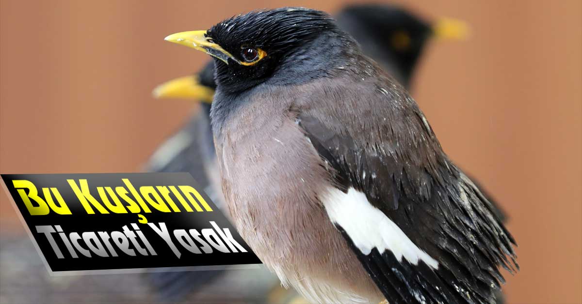 Van'da, ticareti yasak 75 çiğdeci kuşu ele geçirildi.