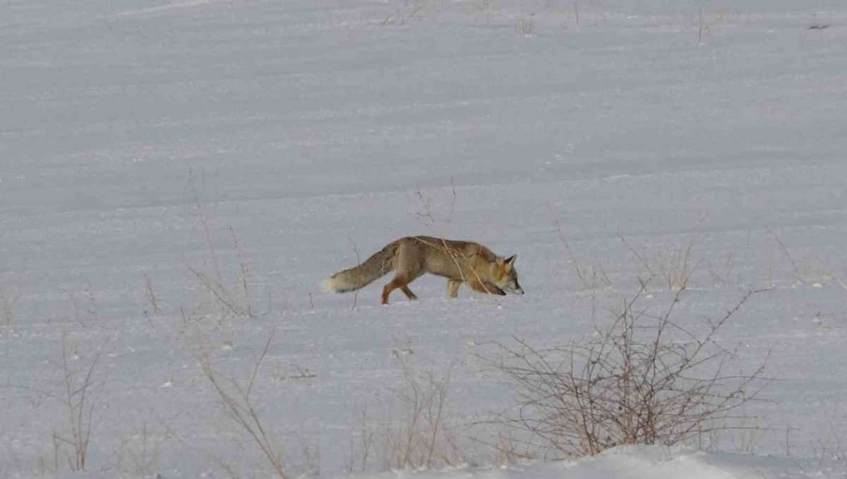 Van'da tilkilerin kar altındaki fare avı görüntülendi